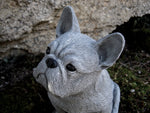 French Bulldog Statue